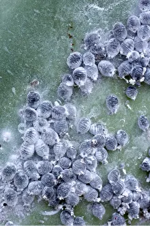 Cluster: COCHINEAL INSECTS - On opuntia coccus cacti