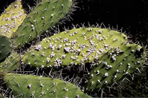 Pears: Cochineal Insects - on Prickly Pear