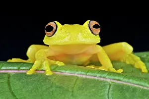 Glassfrog: Cochranella sp Cochranella