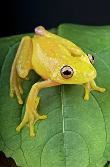 Glassfrog: Cochranella sp Cochranella