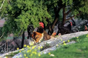 Keeping: Cock
