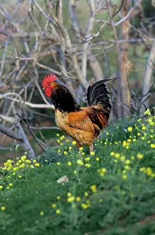 Keeping: Cock