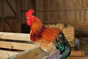 Vaucluse: Cock in a barn France, Vaucluse (84), coq