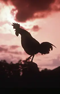 Cockerel: COCK - Crowing at dawn
