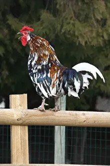 Farmyards: Cock crowing on fence France
