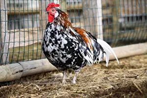 Farmyards: Cock in a farmyard France