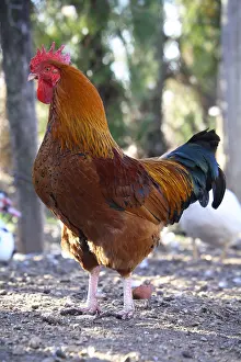 Farmyards: Cock farmyard France