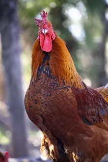 Farmyards: Cock farmyard France