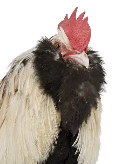 Faverolles: Cock Faverolles dark