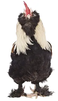 Faverolles: Cock Faverolles dark