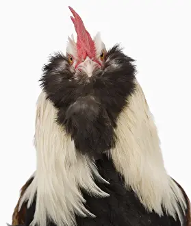 Faverolles: Cock Faverolles dark