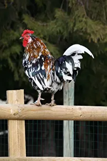Farmyards: Cock on fence France