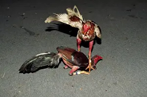 Samana: Cock Fighting - Samana