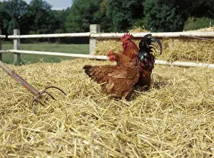 Materials: Cock and hen