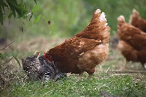 Warren: Cock Hen disturbing a Cat lying in a garden