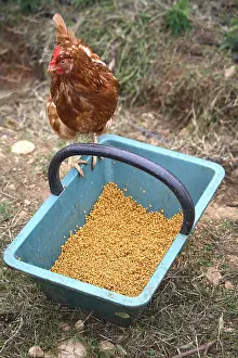 Hung: Cock Hen landed on its feeding dish