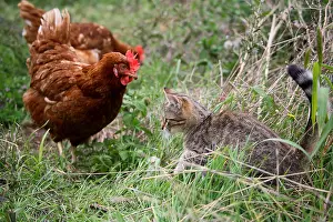 Warren: Cock Hen observing a Cat in a garden