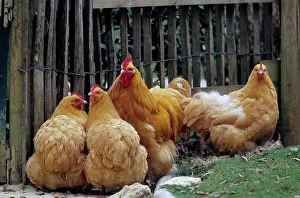 Housing: Cock and hen Orpington