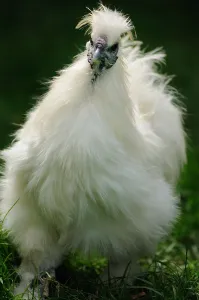 Negre: Cock Hen walking in grass Normandie