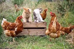 Board: Cock Hens and Cats on a woody box in a garden