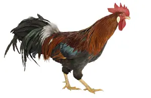 Bantam: Cock Leghorn Bantam breed