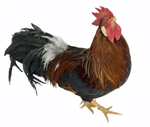 Bantam: Cock Leghorn Bantam breed