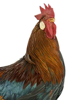 Bantam: Cock Leghorn Bantam breed portrait