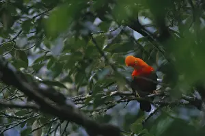 Differential: Cock-of-the-rock