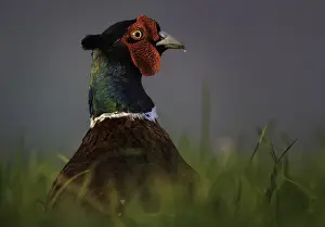 Colchicus: A Cock Pheasant (Phasianus colchicus) peers above