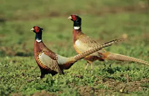 Confronation: Cock PHEASANT - Territorial dispute between rivals