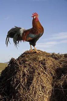 Farmyards: Cock on a pile of manure
