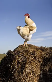 Farmyards: Cock on a pile of manure
