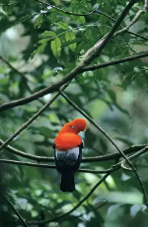 Peruviana: Cock of the Rock -