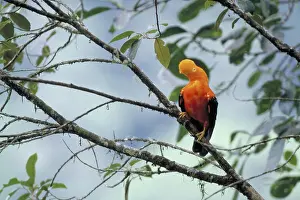 Crests: Cock of the Rock