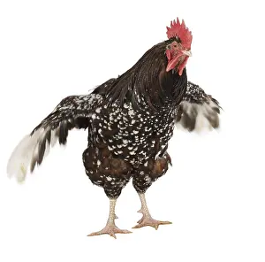 Tricolors: Cock Sussex breed