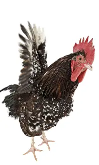 Tricolors: Cock Sussex breed