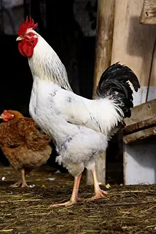 Farmyards: Cock walking in a farmyard France
