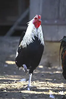 Farmyards: Cock walking in a farmyard France