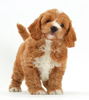 Cockerpoo: Cockapoo Dog puppy