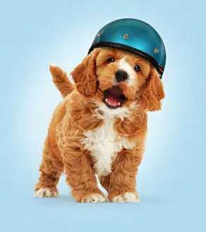 Crash: Cockapoo Dog puppy, wearing motorcycle helmet