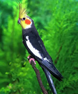 Cockatiels: Cockatiel