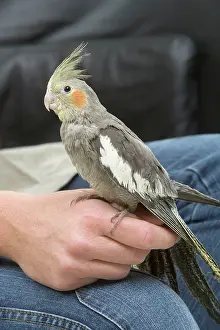 Nymphicus: Cockatiel