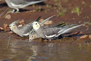 Nymphicus: Cockatiel