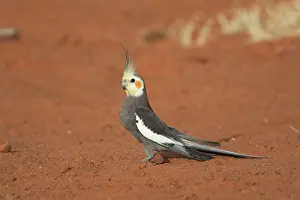 Nymphicus: Cockatiel