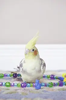 Nymphicus: Cockatiel