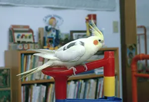 Nymphicus: Cockatiel