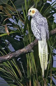 Bred: Cockatiel