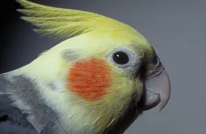 Nymphicus: Cockatiel