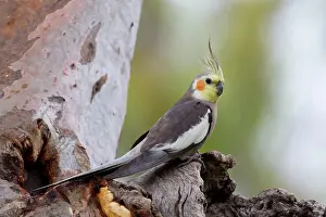 Cockatoo: Cockatiel