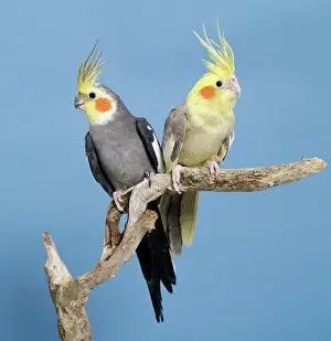 Nymphicus: Cockatiel Birds - Two perched on branch